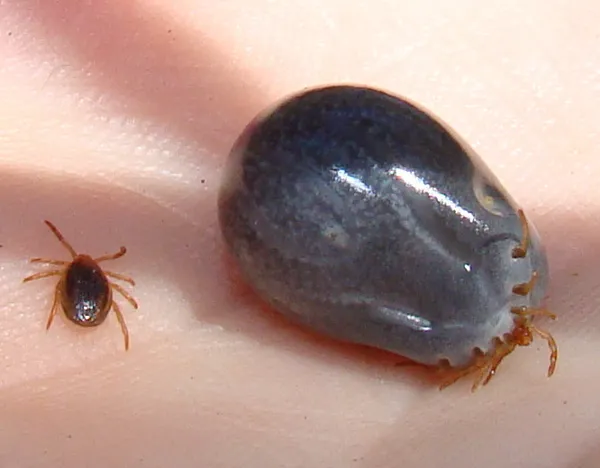 Ixodes holocyclus