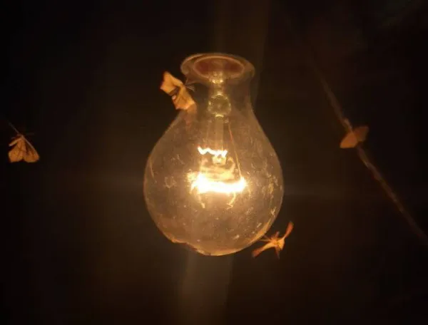Ecological light pollution
