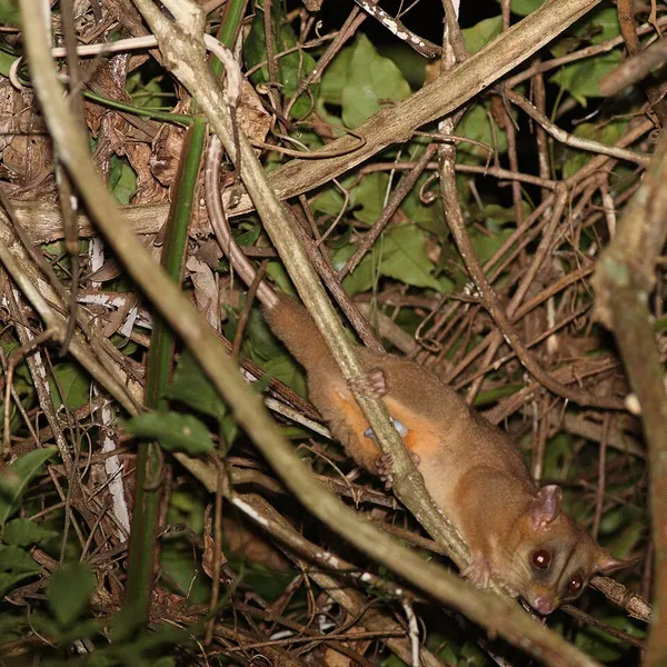 Bare-tailed woolly opossum