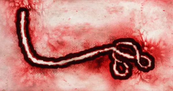 Bundibugyo ebolavirus