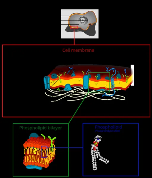 Cell membrane