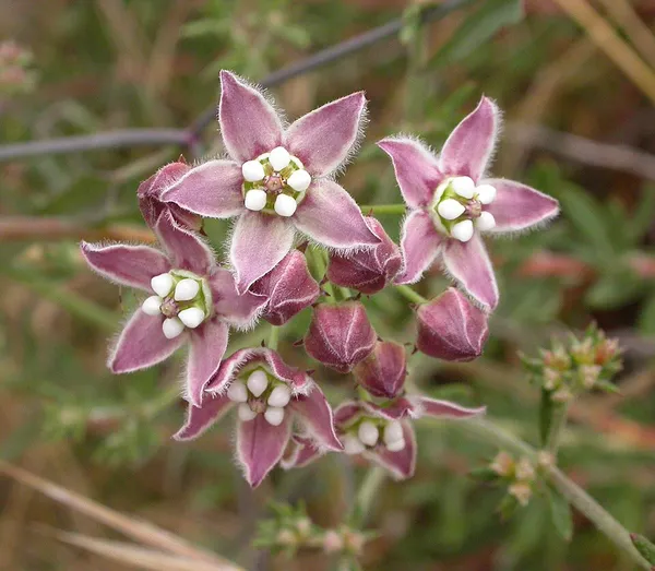 Funastrum
