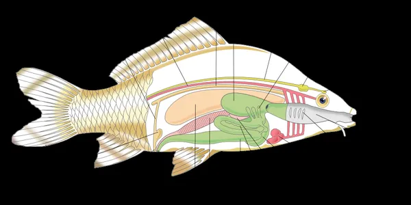 Fish anatomy