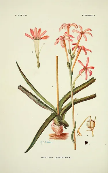 Agave longiflora