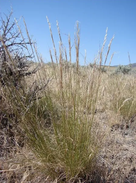 Eriocoma thurberiana