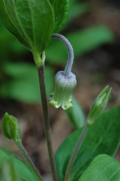 Clematis ochroleuca