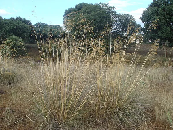 Celtica gigantea