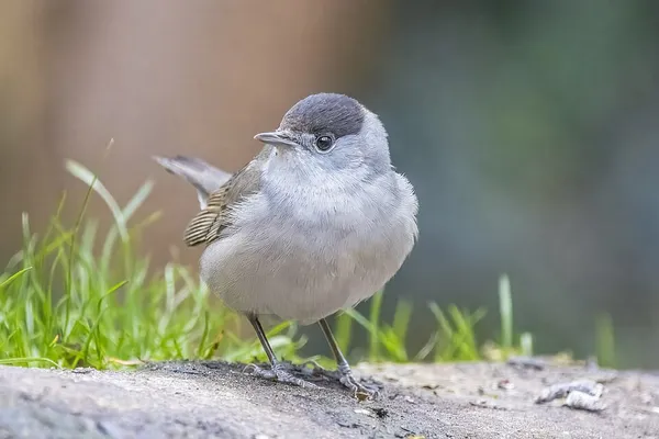 Eurasian blackcap