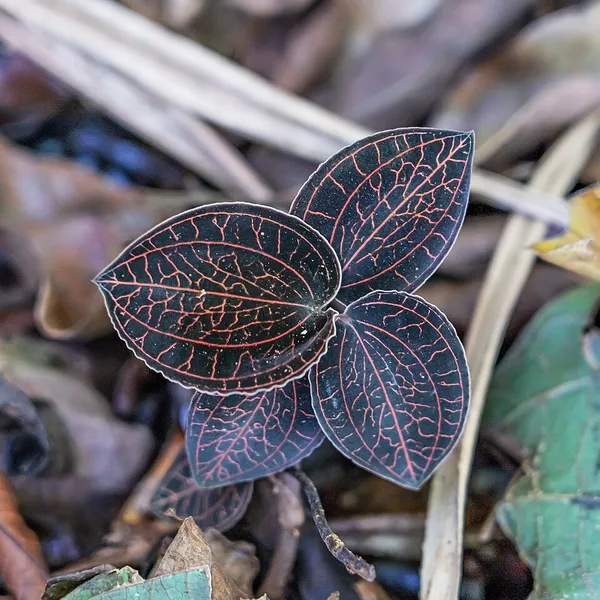 Anoectochilus