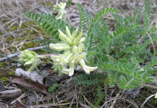Astragalus tennesseensis