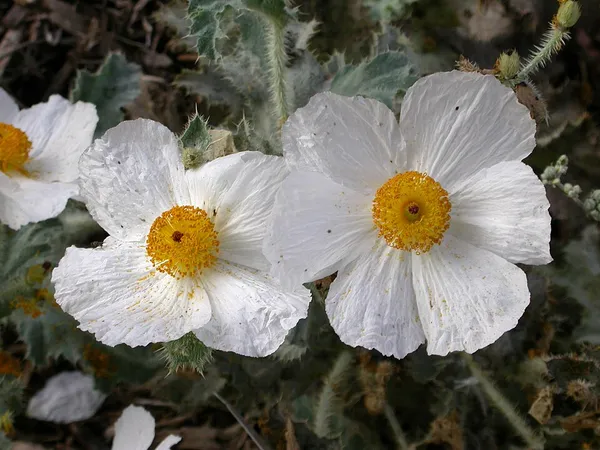 Argemone corymbosa