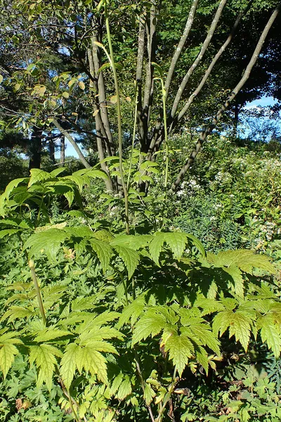 Actaea arizonica