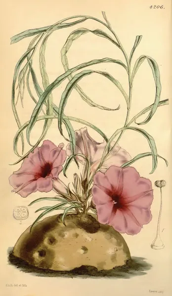 Ipomoea simplex