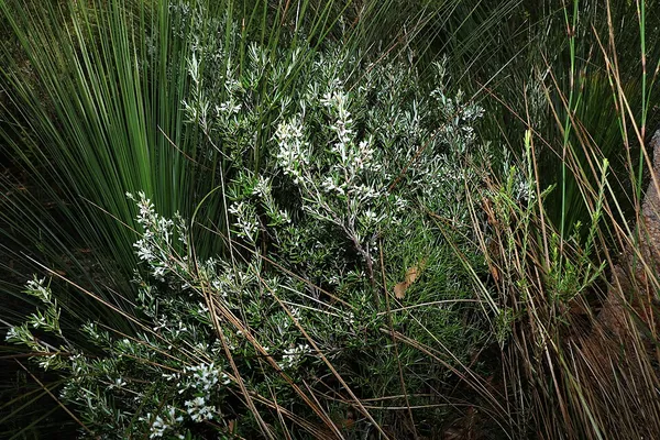 Agiortia