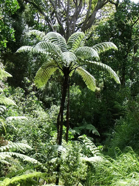 Flora of New Zealand