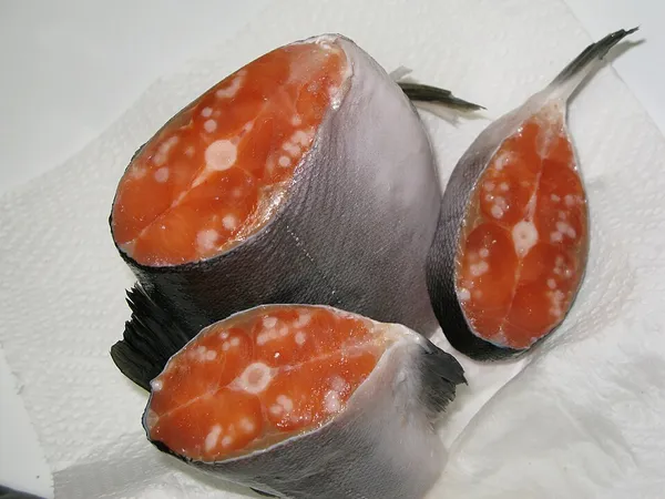 Diseases and parasites in salmon