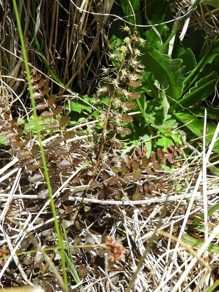 Coriaria pottsiana