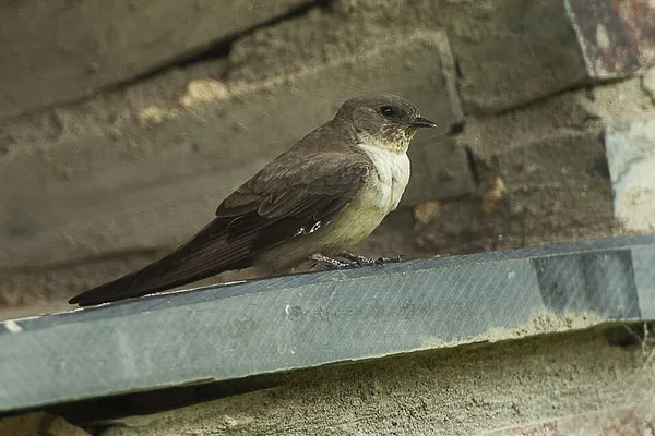 Eurasian crag martin
