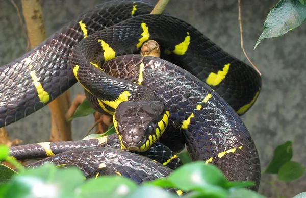 Boiga dendrophila