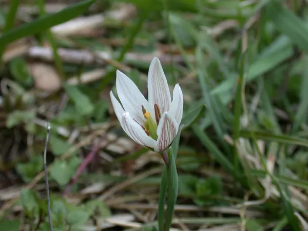 Amana (plant)