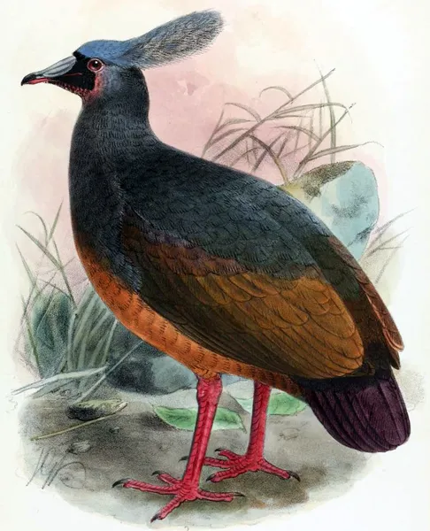 Choiseul pigeon