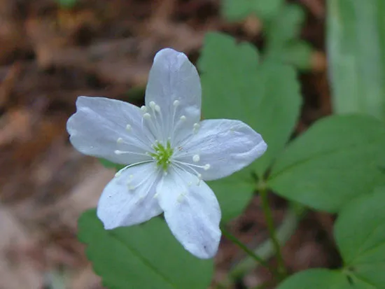 Anemonoides quinquefolia