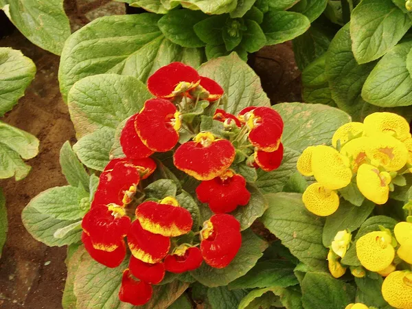 Calceolariaceae