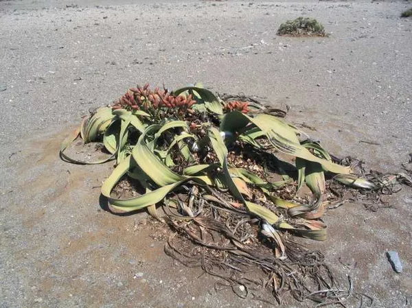 Convention Relative to the Preservation of Fauna and Flora in their Natural State