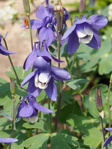 Aquilegia flabellata