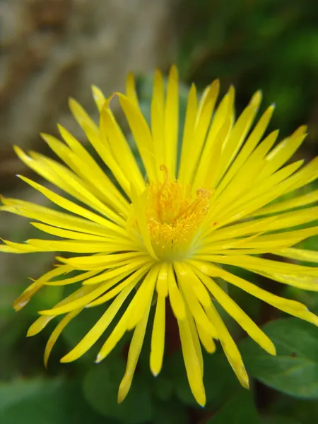 Carruanthus