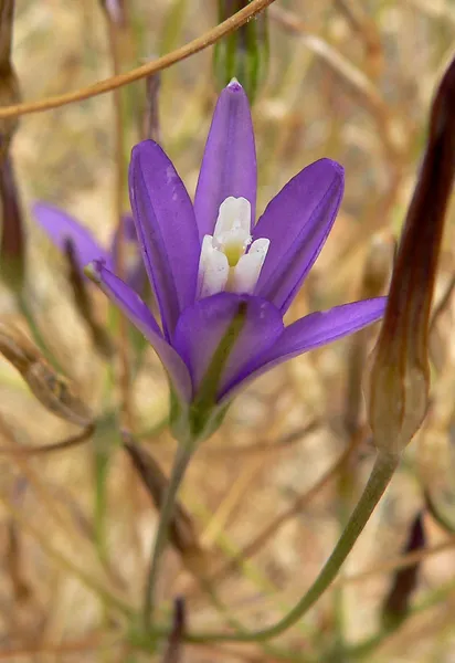 Brodiaea