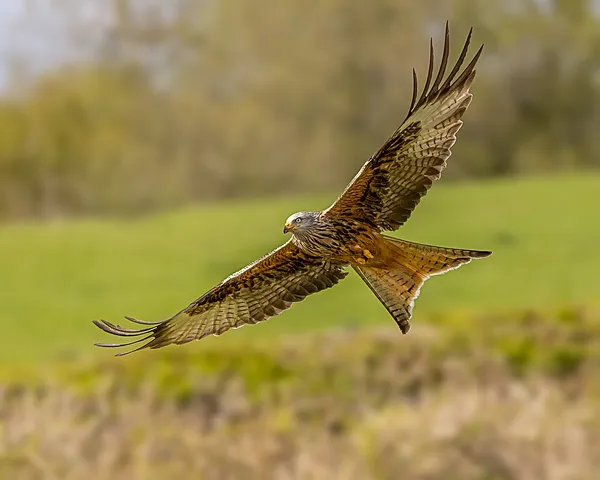 Biodiversity of Wales