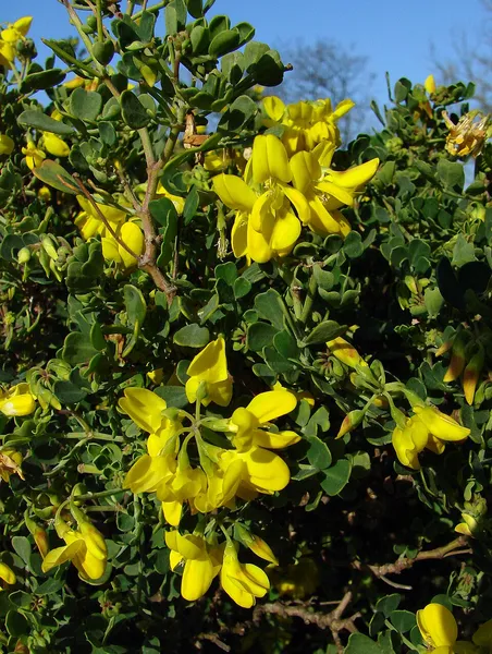 Coronilla valentina