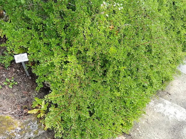 Cotoneaster adpressus