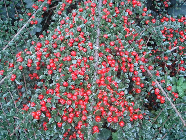 Cotoneaster atropurpureus