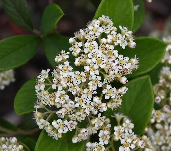 Cotoneaster coriaceus