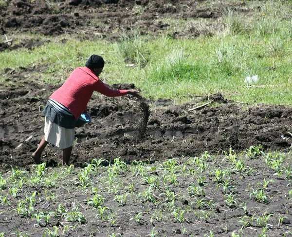 Fertilizer