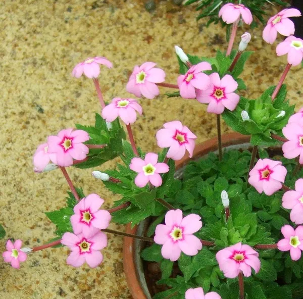 Dionysia (plant)