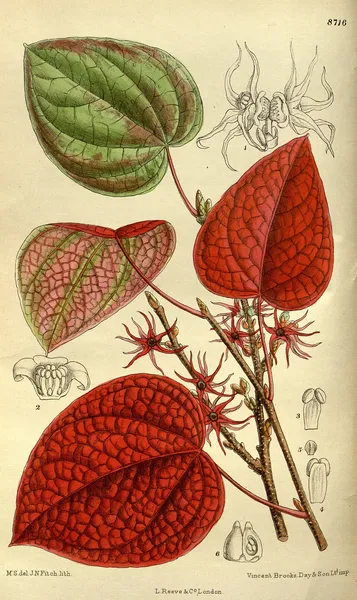 Disanthus