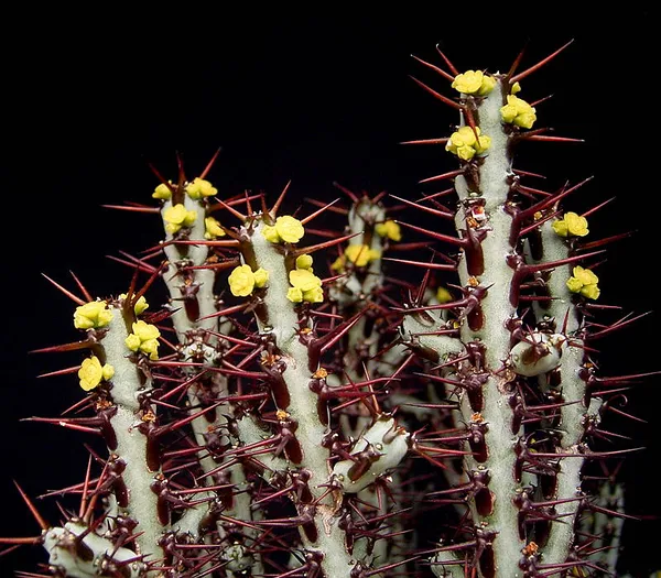 Euphorbia aeruginosa