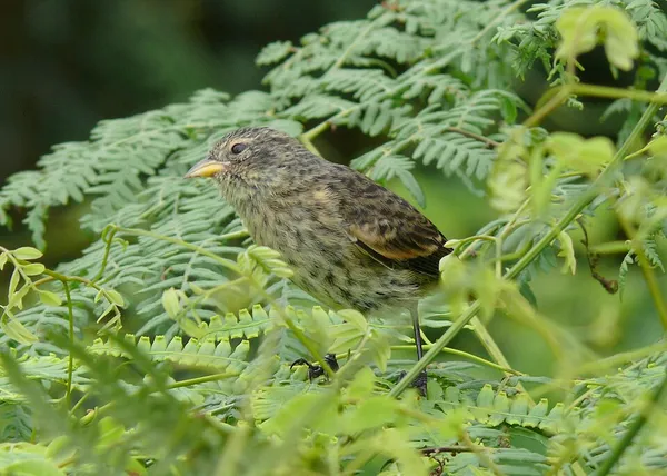 Cocos finch