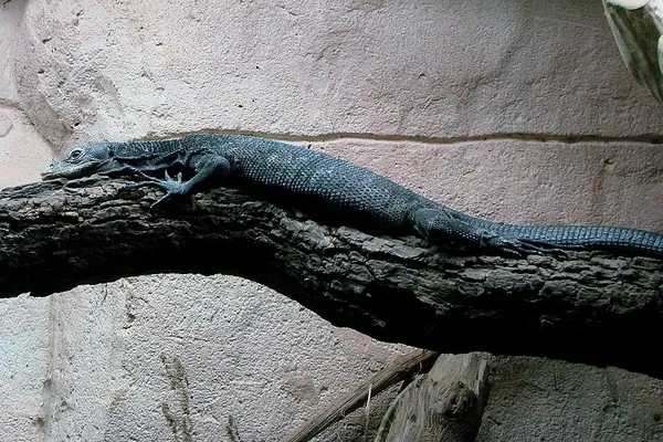 Black tree monitor