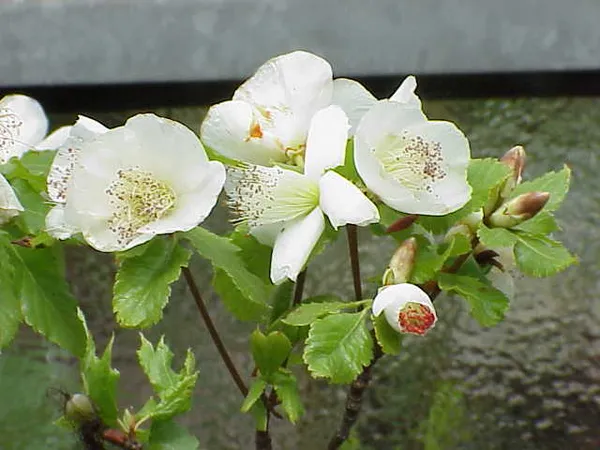 Eucryphia glutinosa