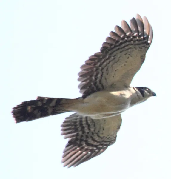 Forest falcon