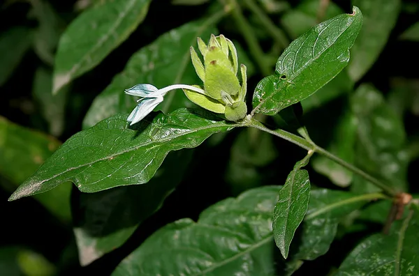 Ecbolium ligustrinum