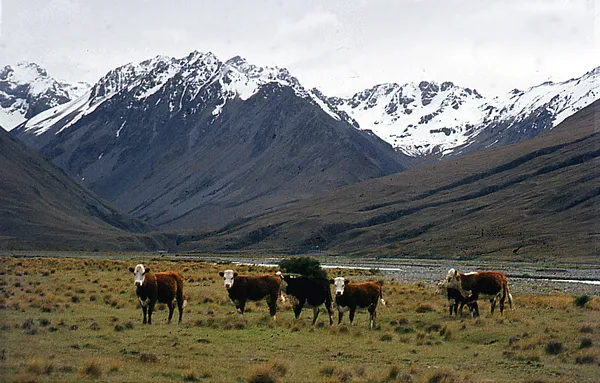 Animal welfare in New Zealand
