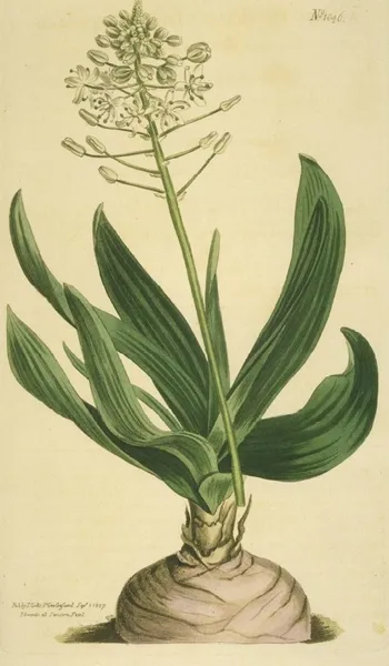 Fusifilum
