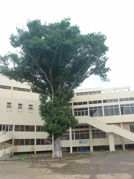 Irvingiaceae