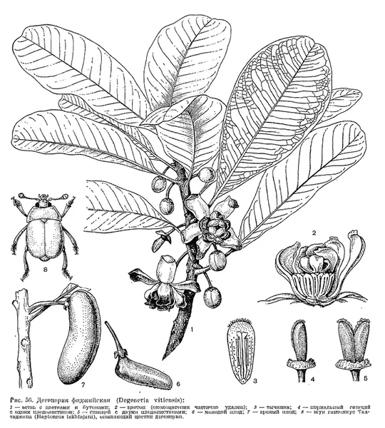 Degeneria