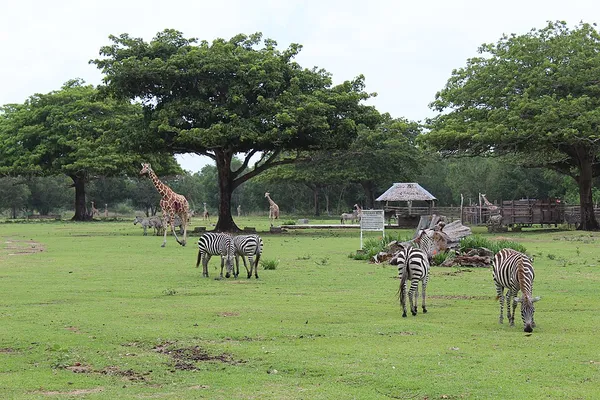 Calauit Safari Park
